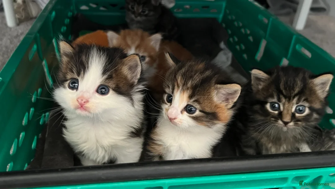 Mixed Breed cats for sale: Adorable fluffy kittens - Advert 2