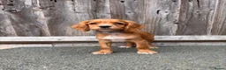Cocker Spaniel dogs for sale: 9 Gorgeous Working Cocker Spaniel Pups 7 weeks old - Advert 7
