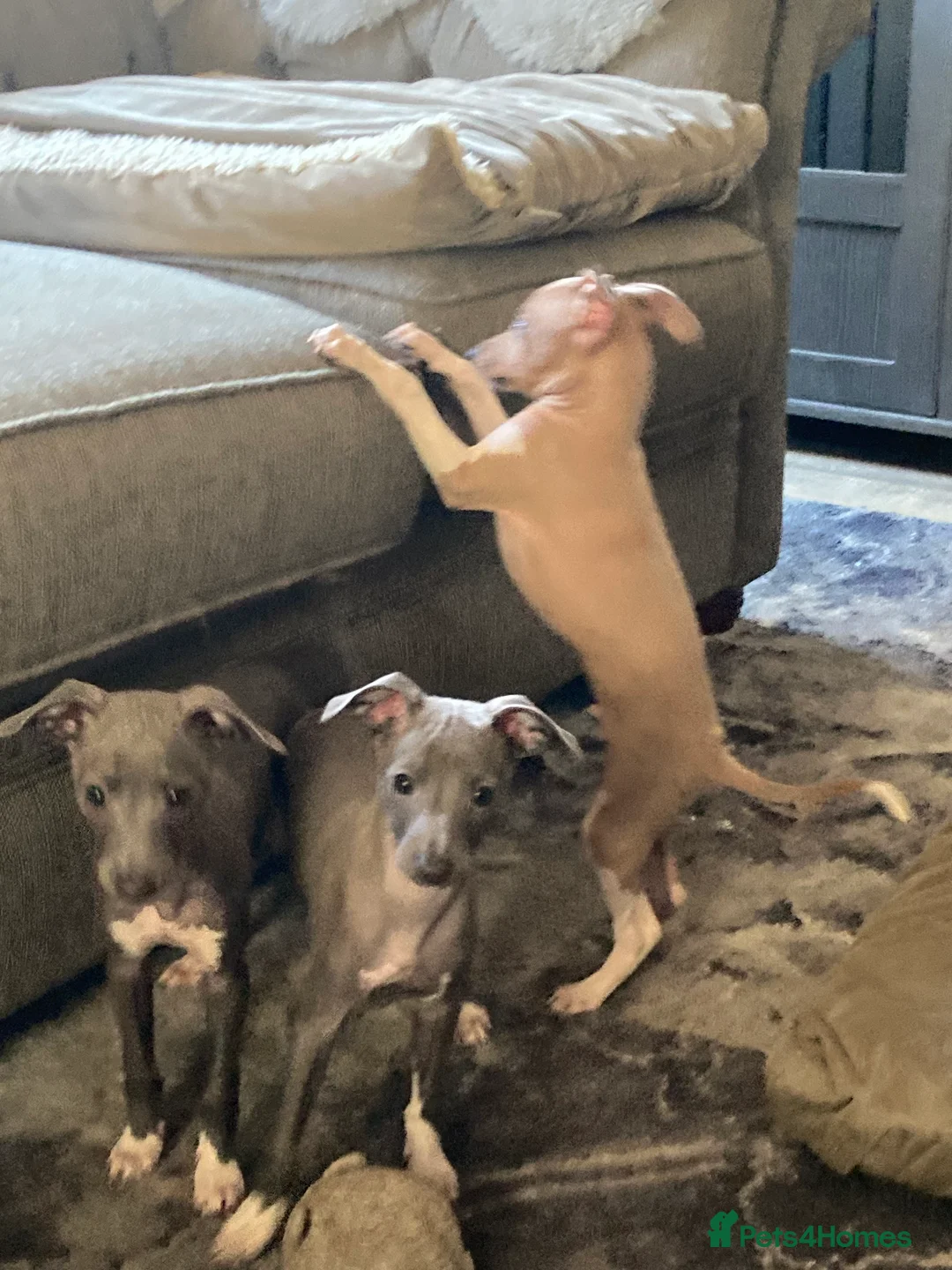 Italian Greyhound dogs for sale: Kennel club registered Italian greyhound puppies - Advert 9