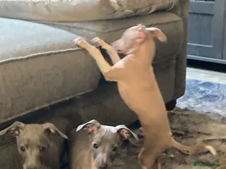 Italian Greyhound dogs Kennel club registered Italian greyhound puppies - Advert 3
