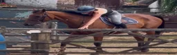 English Thoroughbred horses for sale: Easy Allrounder  - Advert 7