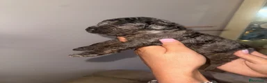 Brown collar 