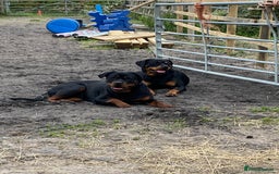 Rottweiler dogs for sale: KC Registered German Rottweiler Puppies - Image 16