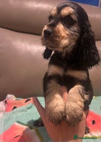 Cocker Spaniel dogs - Advert 7