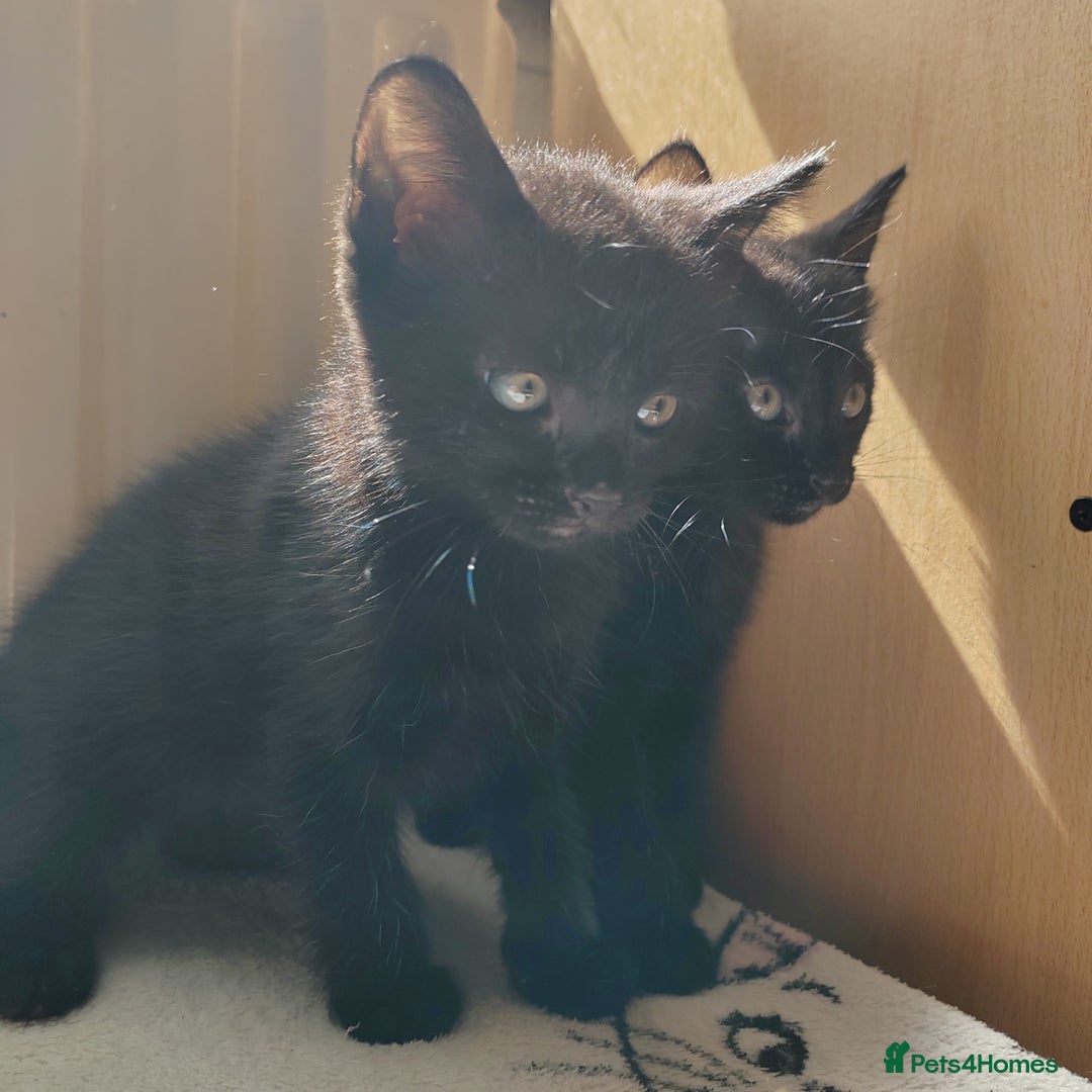 Mixed Breed cats for sale: One black boy ready to go - Image 10