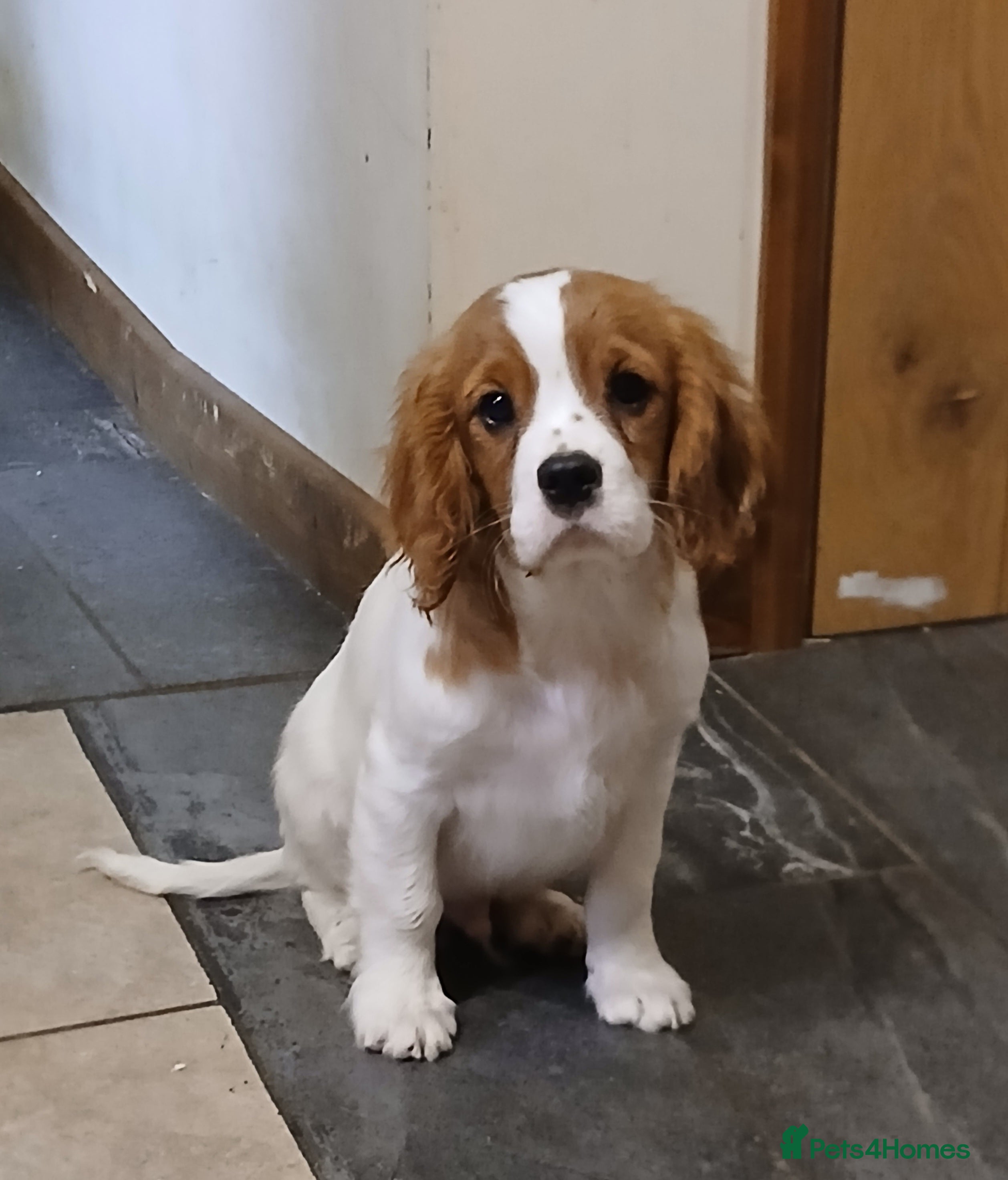 Cavalier King Charles Spaniel dogs FULLY VACCINATED Gorgeous BOYS - Advert 10