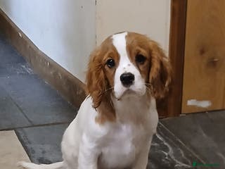 Cavalier King Charles Spaniel dogs FULLY VACCINATED Gorgeous BOYS - Advert 10