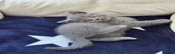 British Shorthair cats for sale: 2 beautiful British Short Hair female kittens in Buckingham - Advert 8