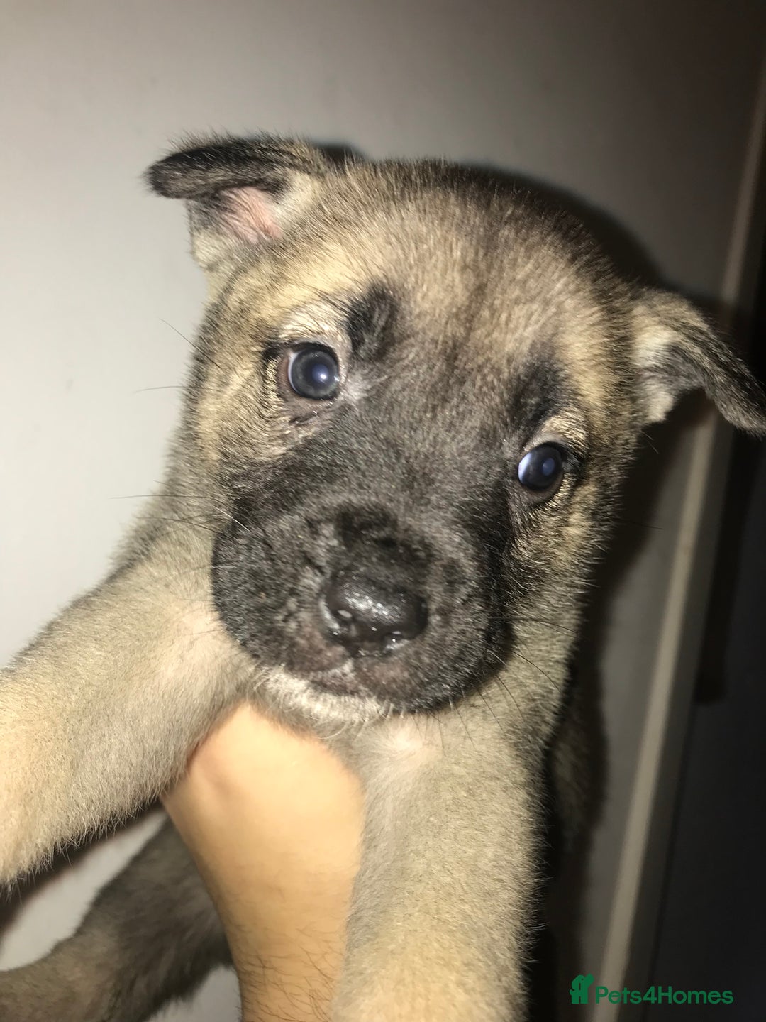 Mixed Breed dogs for sale: Cane corso x American akita cross(READY TO LEAVE) - Image 11