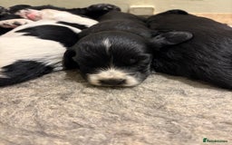 Cocker Spaniel dogs for sale: KC Registered Cocker Spaniels x5 - Image 1