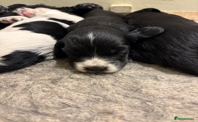 Cocker Spaniel dogs - Advert 5