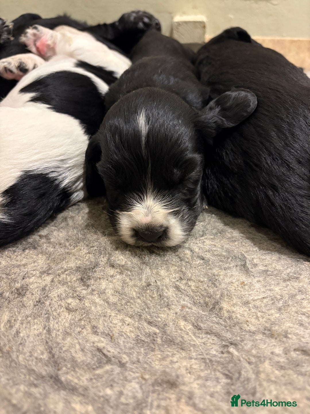 Cocker Spaniel dogs for sale: KC Registered Cocker Spaniels x5 - Image 1