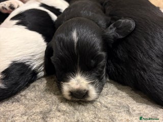 Cocker Spaniel dogs - Advert 18