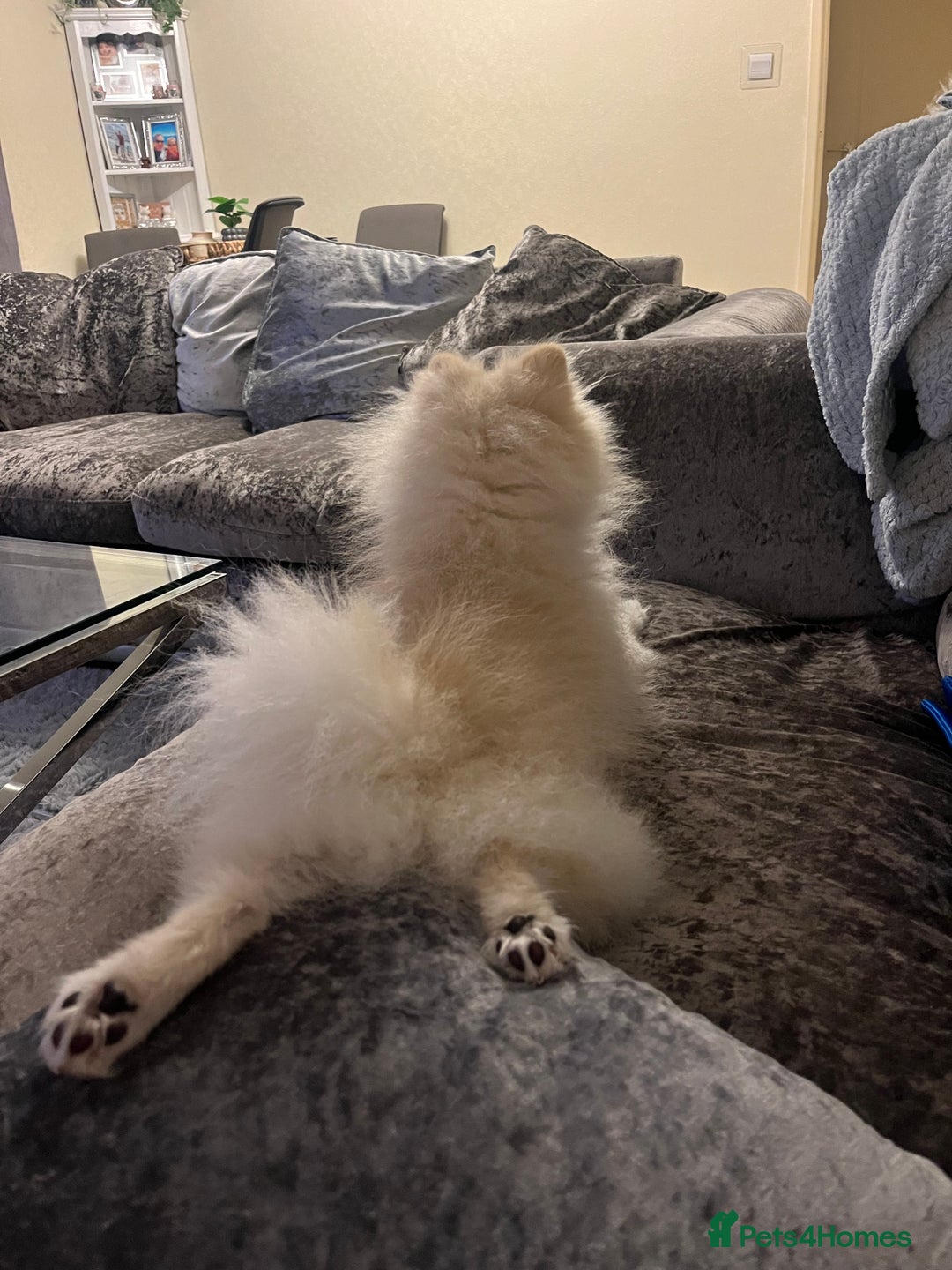 Pomeranian dogs for sale: Pomeranian  - Image 2