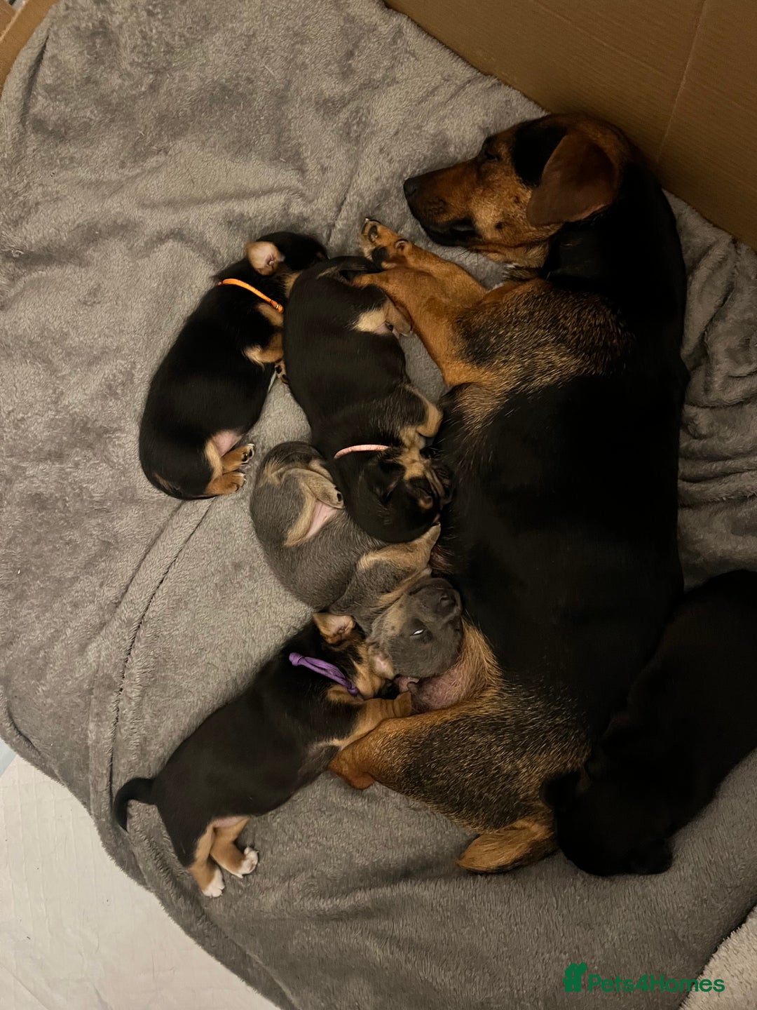 Jack Russell dogs for sale: Jack Russell puppies - Image 3