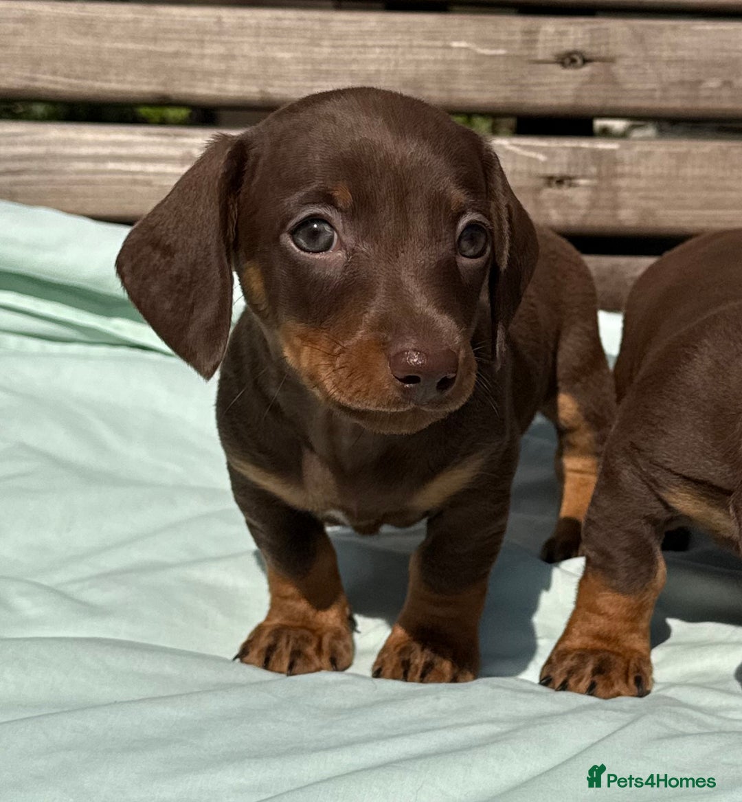Miniature Dachshund dogs for sale: Exceptional miniature dachshund puppies - Image 9