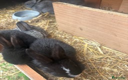 Netherland Dwarf rabbits for sale: Beautiful Netherland dwarf bunnys - Image 4