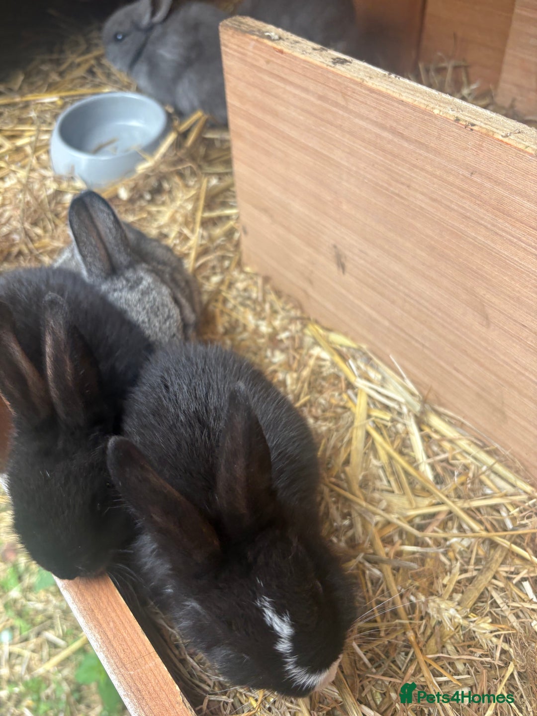 Netherland Dwarf rabbits for sale: Beautiful Netherland dwarf bunnys - Image 4