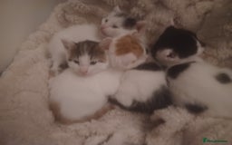 British Shorthair cats for sale: 4 gorgeous girls - Image 1