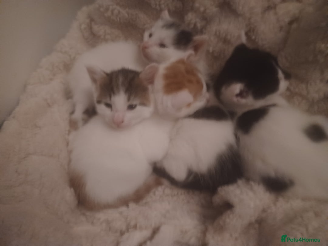 British Shorthair cats for sale: 4 gorgeous girls - Image 1
