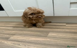 Cockapoo dogs for sale: Rehomed biscuits looking for 5*home - Image 12