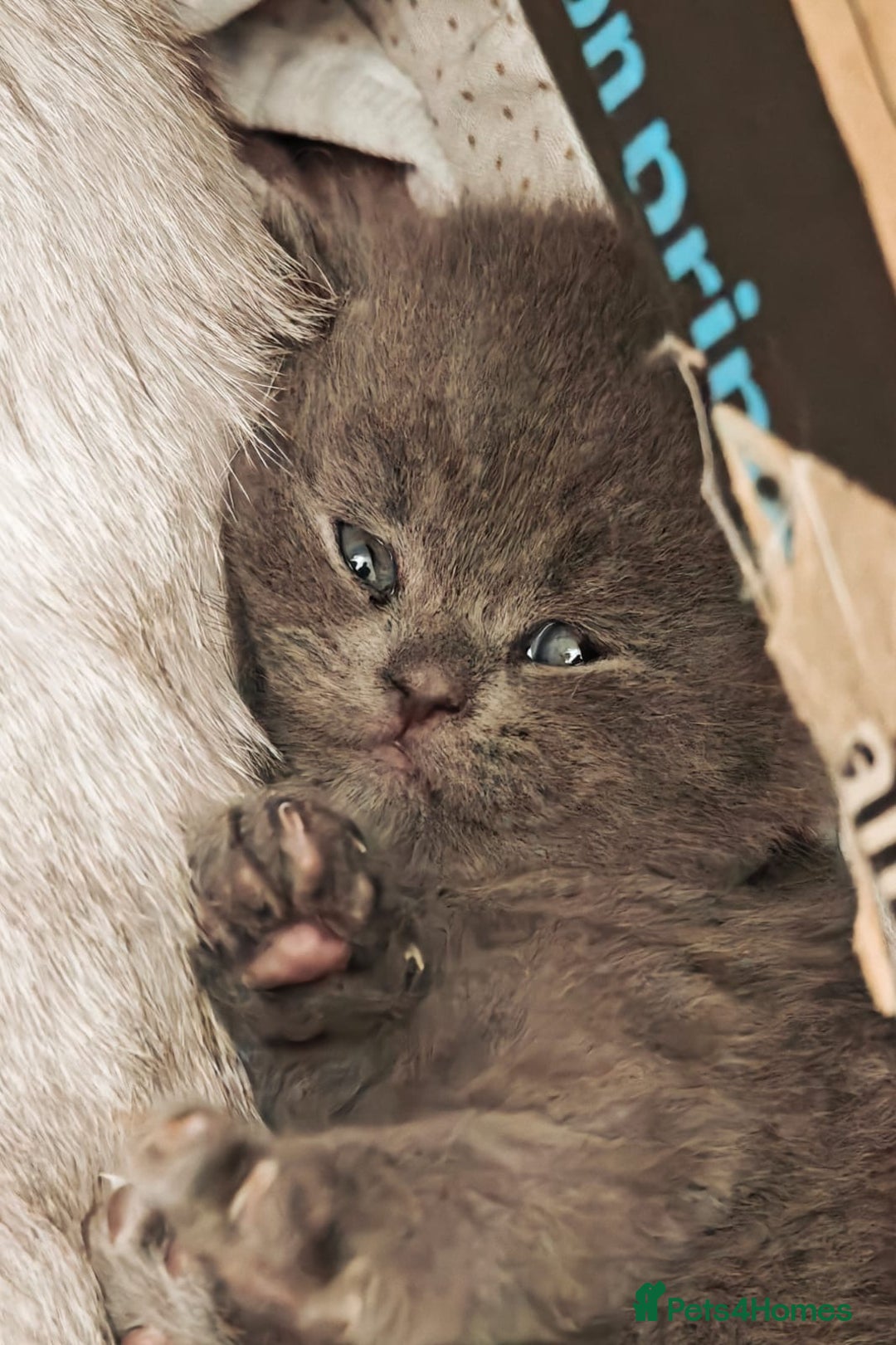 British Shorthair cats for sale: Beautiful British Shorthair kittens ready 23/12 - Advert 5