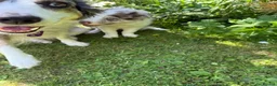 Border Collie dogs for sale: Litter of three striking Border Collie puppies  in Witney - Advert 6