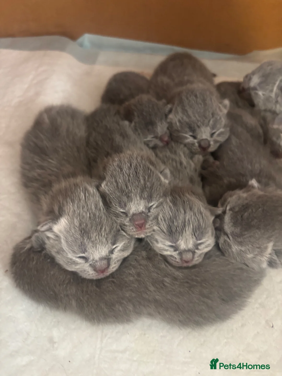 British Shorthair cats for sale: British blue shorthair kittens ready 20th June  - Advert 1