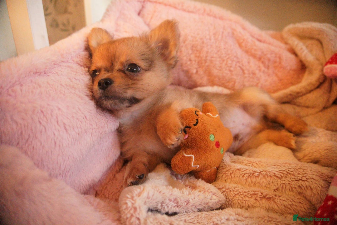 Chihuahua dogs for sale: Merle Chihuahua Puppies Longhaired Apple-head - Advert 8