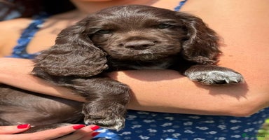 Cocker Spaniel dogs - Advert 16