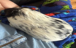 Guinea Pig rodents for sale: Male guinea pig  - Image 7