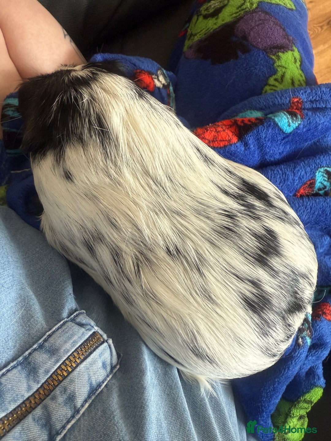 Guinea Pig rodents for sale: Male guinea pig  - Image 7