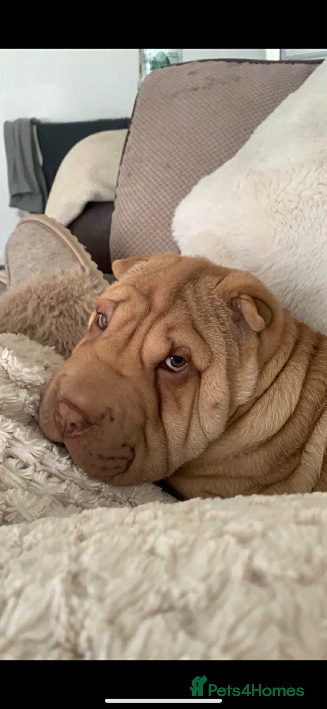 Shar Pei dogs for stud: DRAGO Shar Pei Stud - Image 5