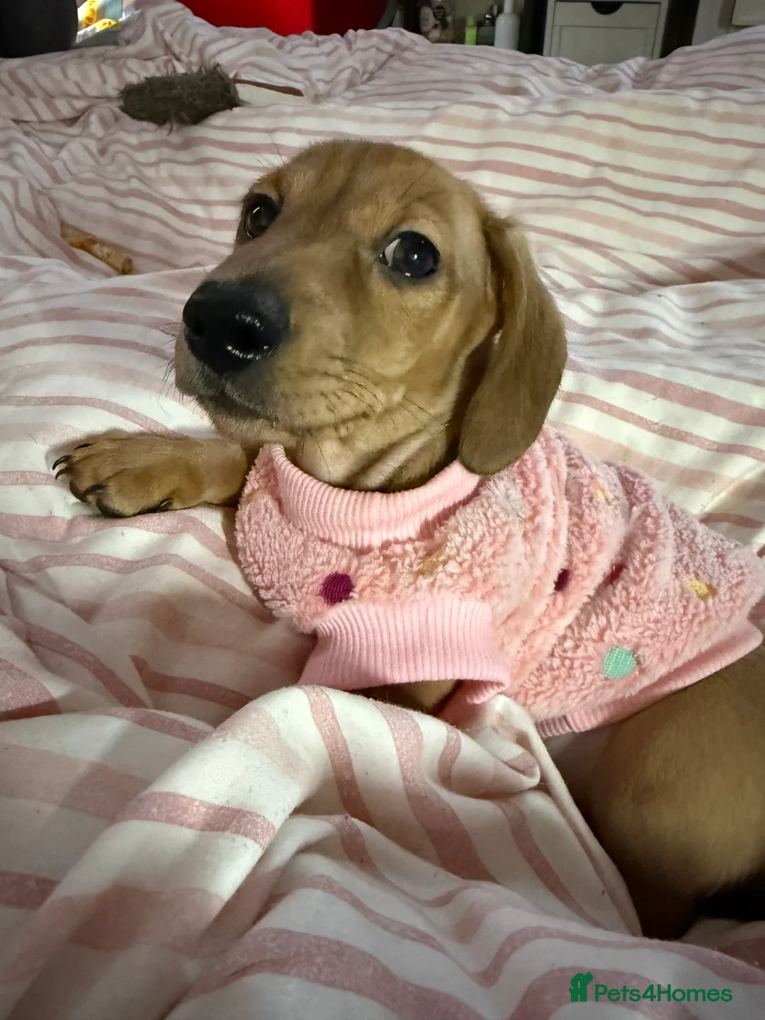 Miniature Dachshund dogs for sale: KC Miniature Dachshund, READY NOW  - Advert 8