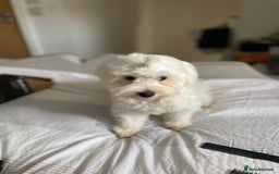 Mixed Breed dogs for sale: Loving dog Winter looking for her forever home - Image 2