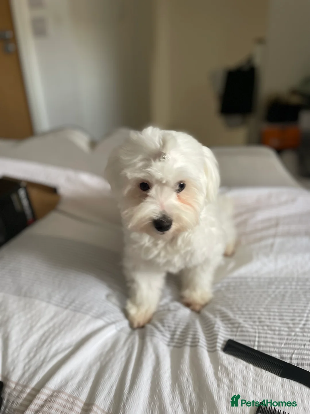 Mixed Breed dogs for sale: Loving dog Winter looking for her forever home - Advert 2