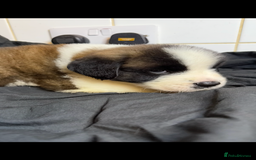 Saint Bernard dogs for sale: Saint Bernard puppies  - Image 16