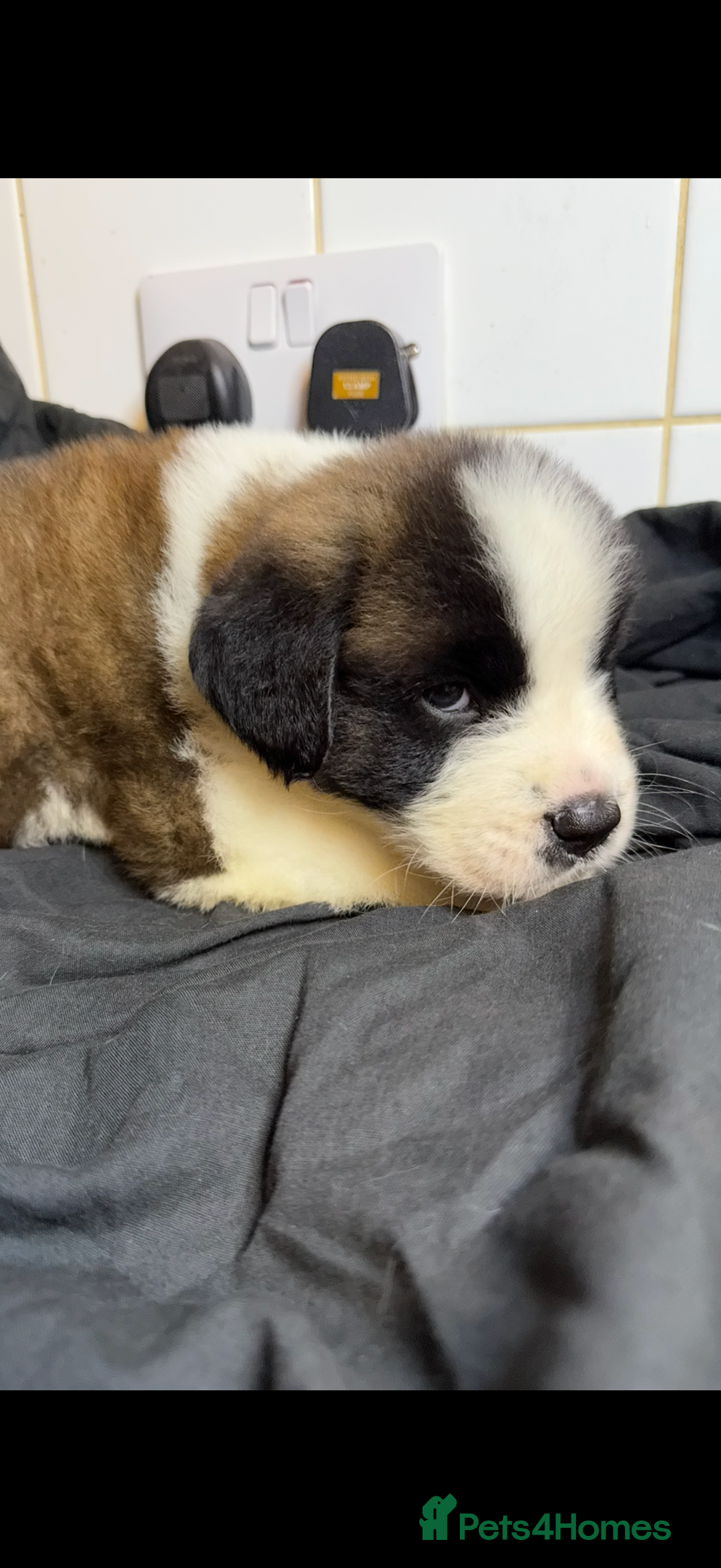 Saint Bernard dogs for sale: Saint Bernard puppies  - Image 16