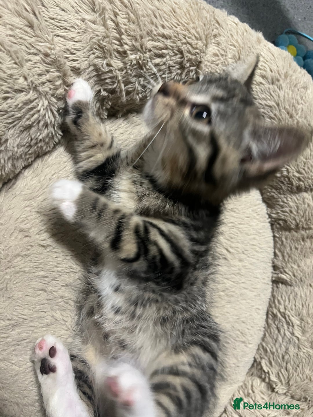 Mixed Breed cats for sale: 🐾 Beautiful Green eyed Grey tabby Kittens  - Advert 17