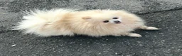 Pomeranian dogs for sale: pomarain pups - Advert 4