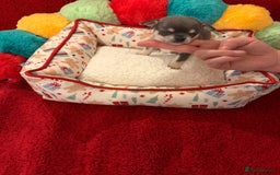 Chihuahua dogs for sale: Tiny apple head chihuahuas - Image 19