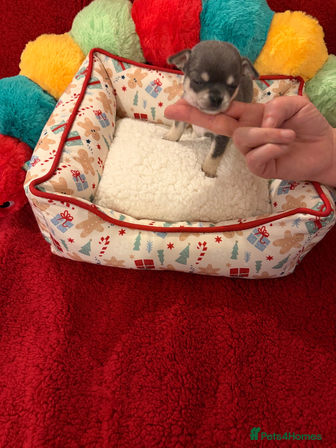 Chihuahua dogs for sale: Tiny apple head chihuahuas - Image 19