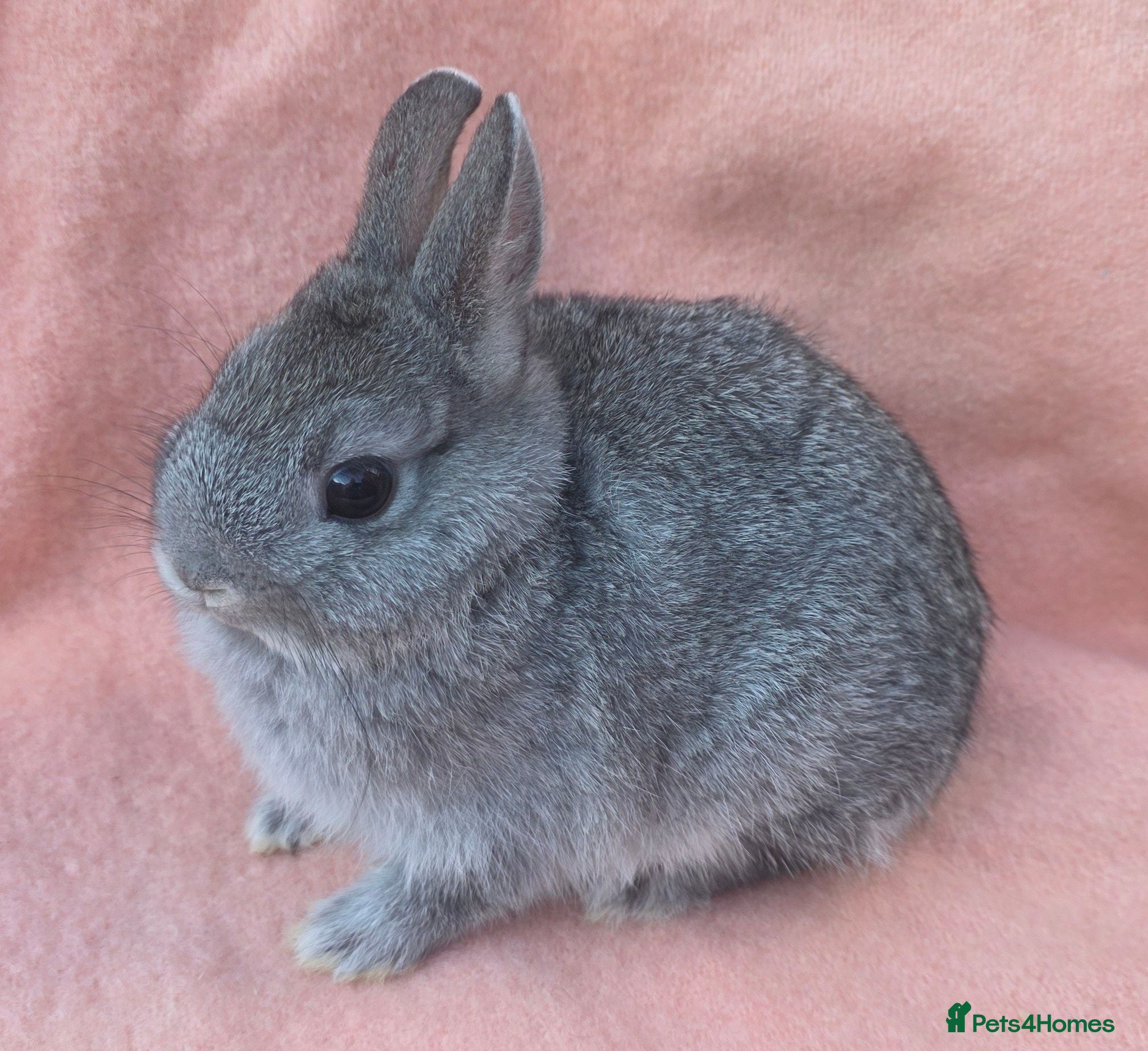 Lionhead rabbits Lion head kits. Netherland dwarf kits + mini rex. - Advert 3