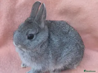 Lionhead rabbits Netherland dwarf kits + mini rex. - Advert 2
