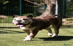 Mixed Breed dogs for adoption: Pebbles is in search of her forever home! - Image 5