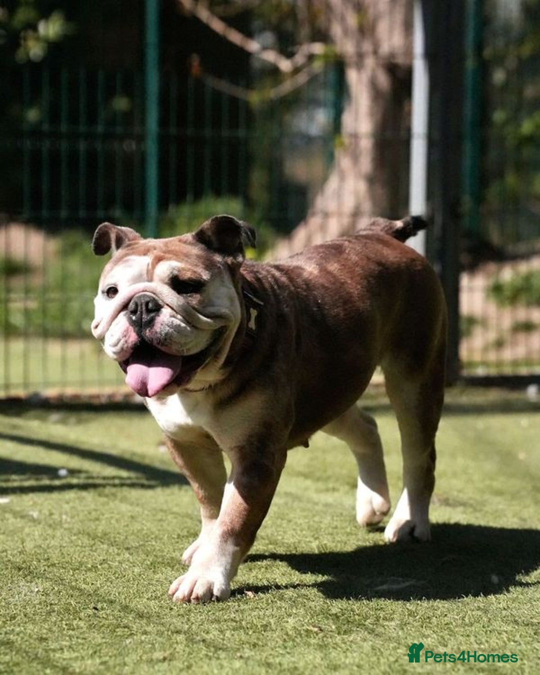 Mixed Breed dogs for adoption: Pebbles is in search of her forever home! - Image 5