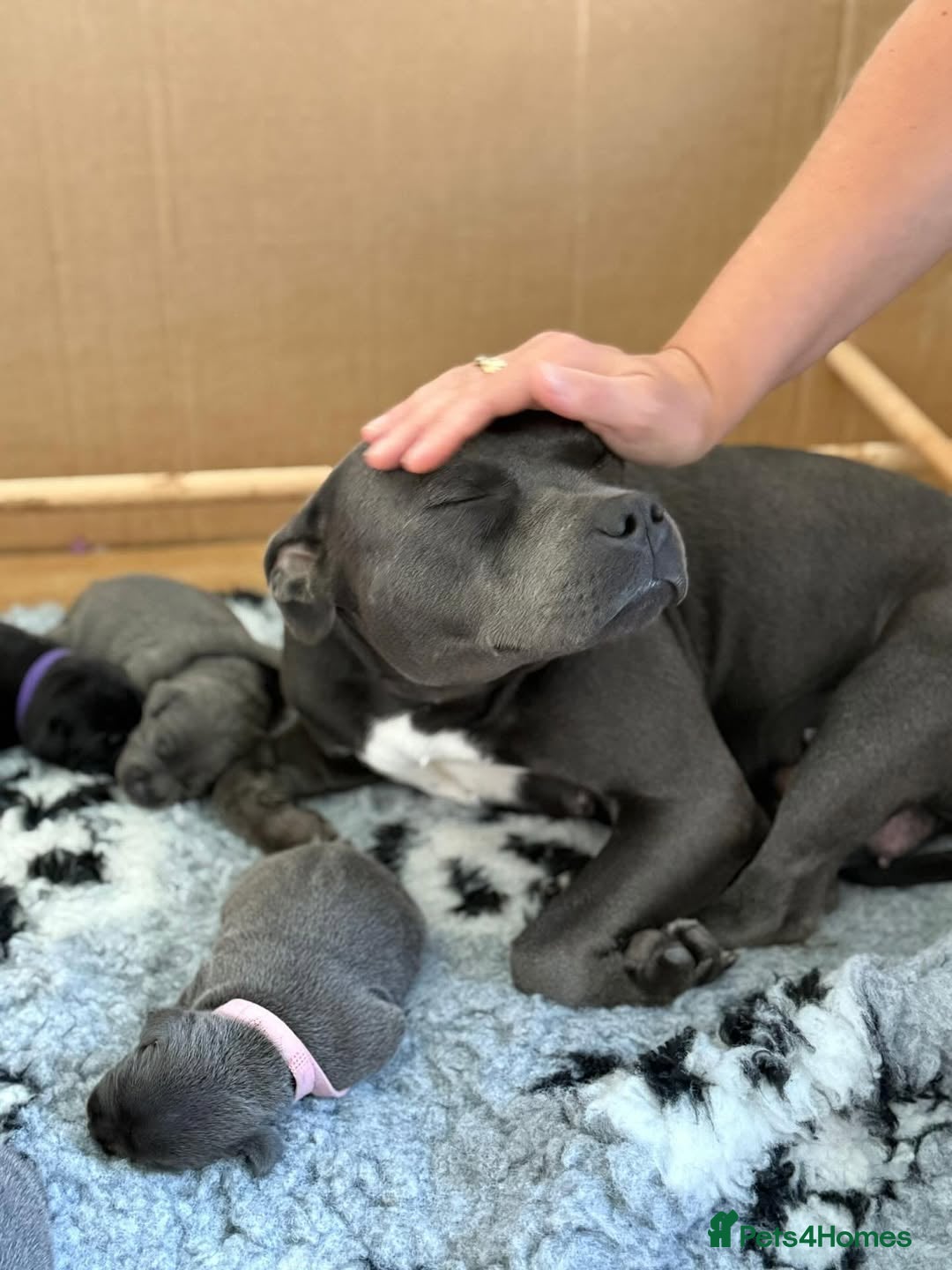 Staffordshire Bull Terrier dogs Staffy blue puppies for sale - Advert 1