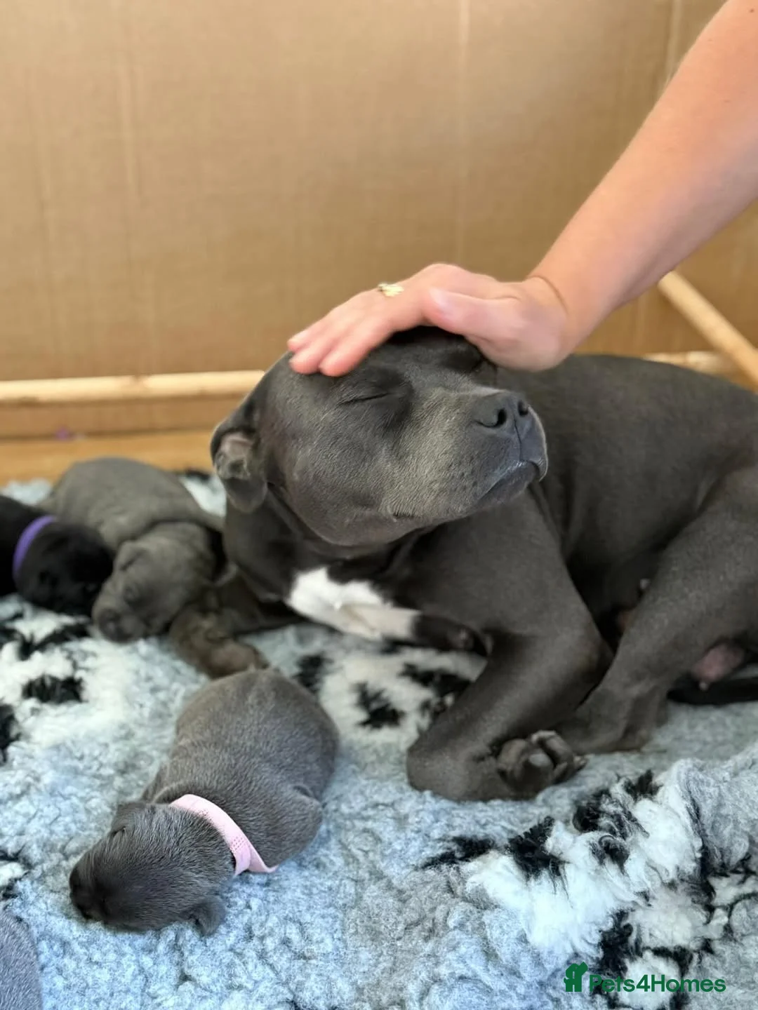 Staffordshire Bull Terrier dogs for sale: Blue Staffordshire Bull Terrier Puppies - Advert 1