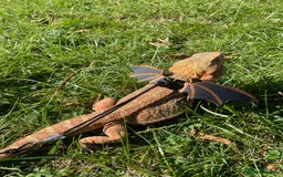 Bearded Dragon reptiles for sale: Bearded Dragon - Male - Image 2