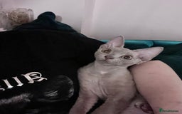 Devon Rex cats for stud: Beautiful Lilac Boy in Southampton - Image 9